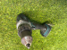 Makita DHP458Z 18v Combi Drill Ex Fleet